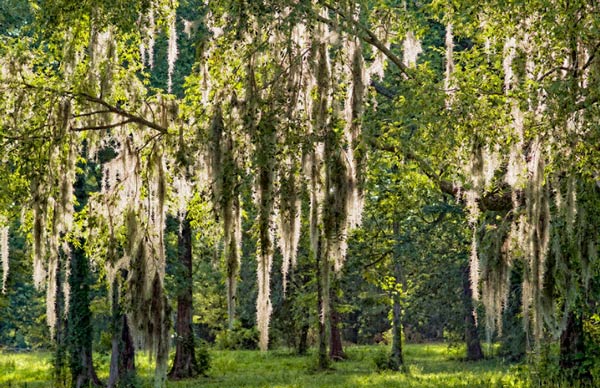 Mossy Head Roofing Contractor | CQ Roofing 1 Woods